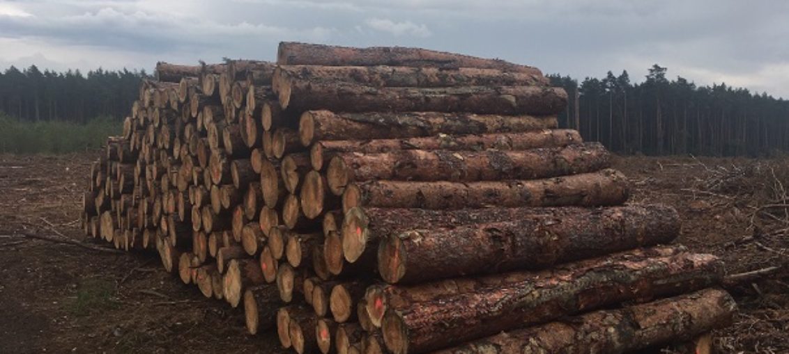 petycja przeciw eksportowi drewna