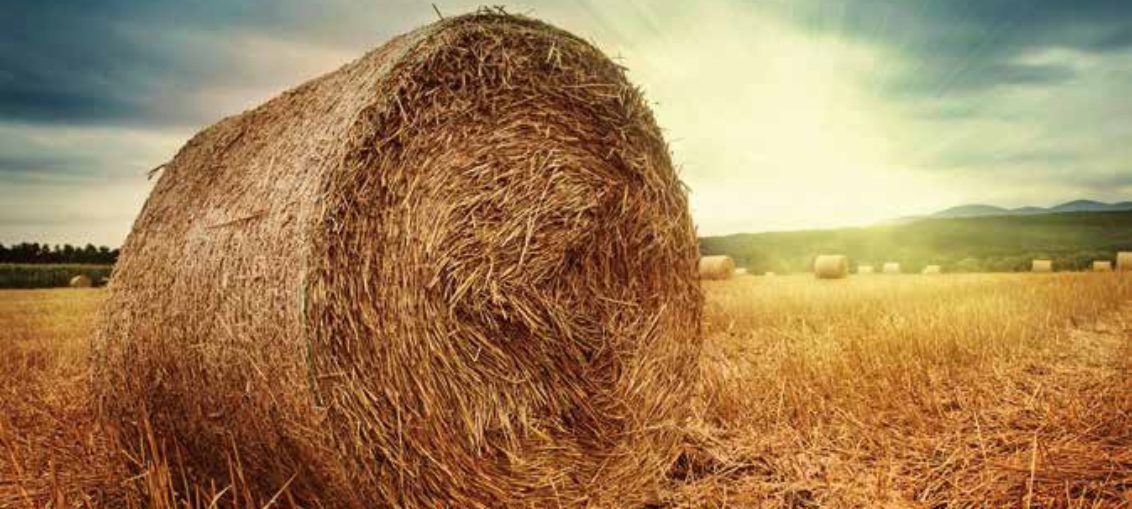 biomasa agro
