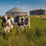 biometan z hodowli krów