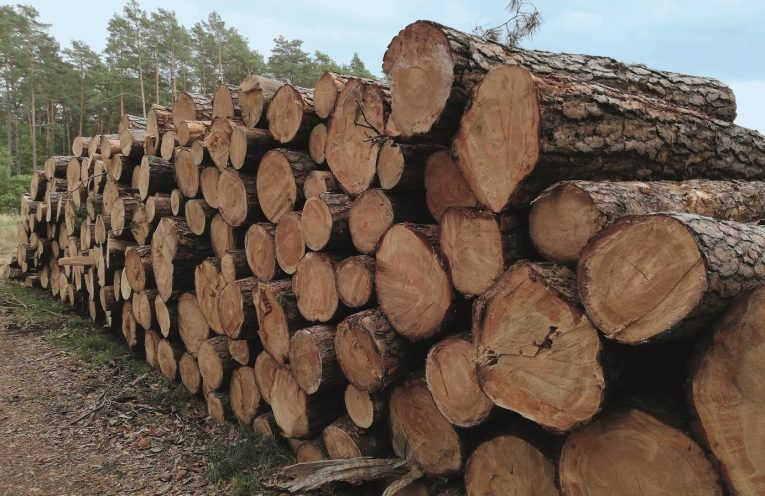 biomasa leśna