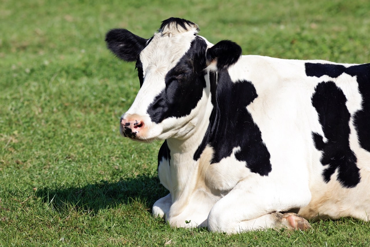 Stres cieplny krów może wpłynąć na ceny mleka i produkcję biogazu?