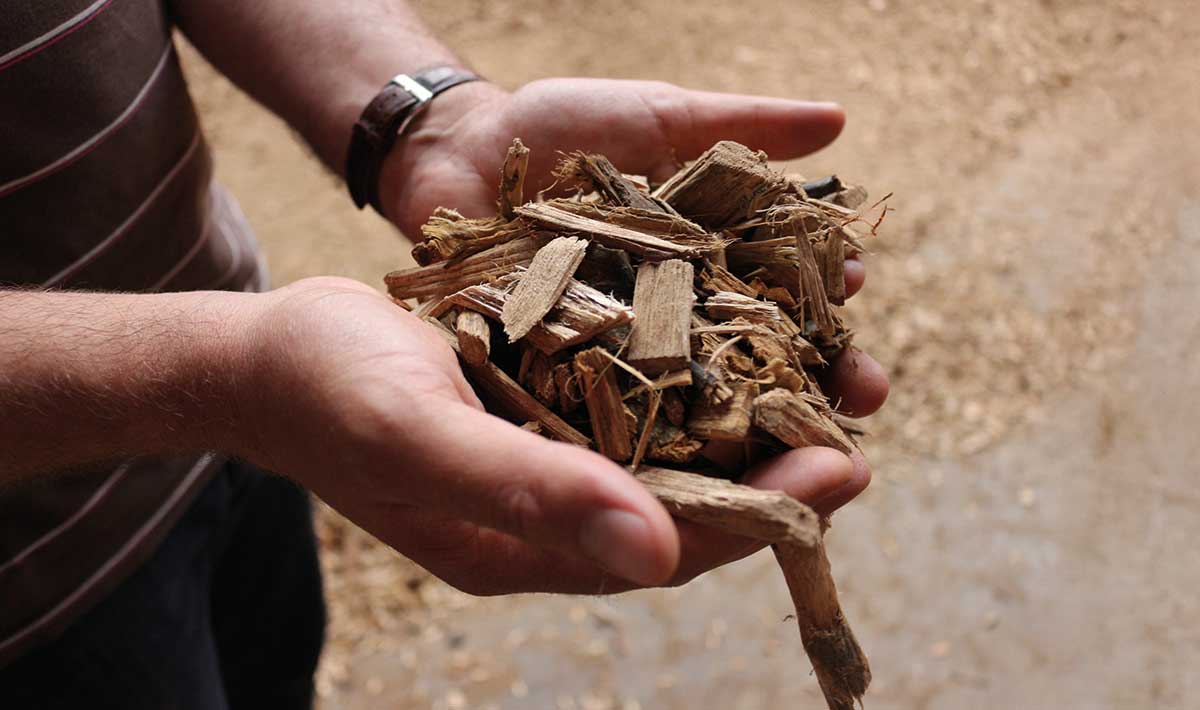 Biomasa energetyczna pod lupą od 2026 roku