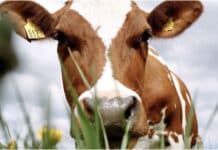 Europejskie zakłady Arla Foods mają w 100 proc. zielony prąd Arla Foods