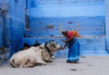 święte krowy w indiach biometan