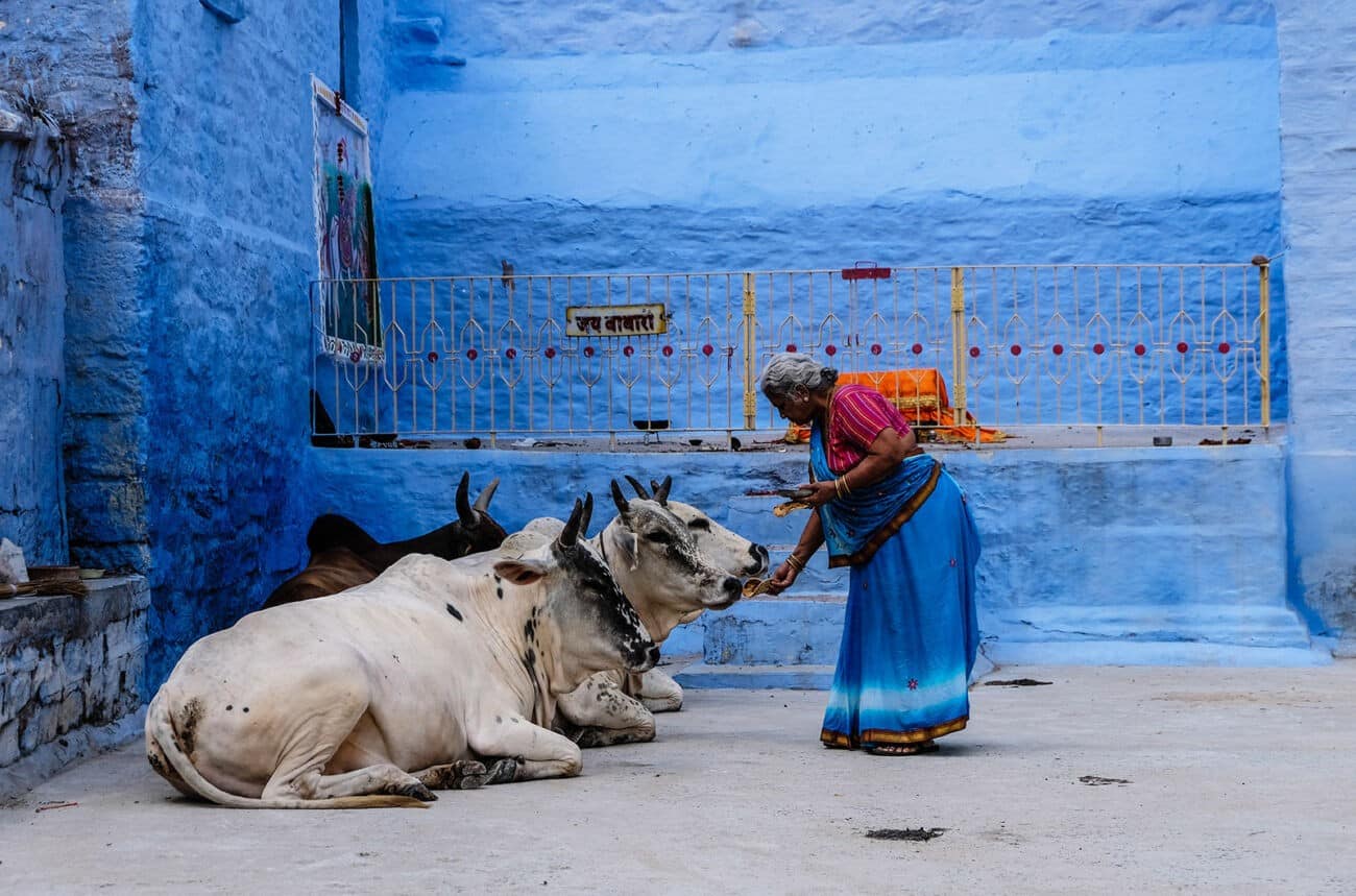 Święte krowy w Indiach dają biopaliwo