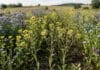lnianka siewna